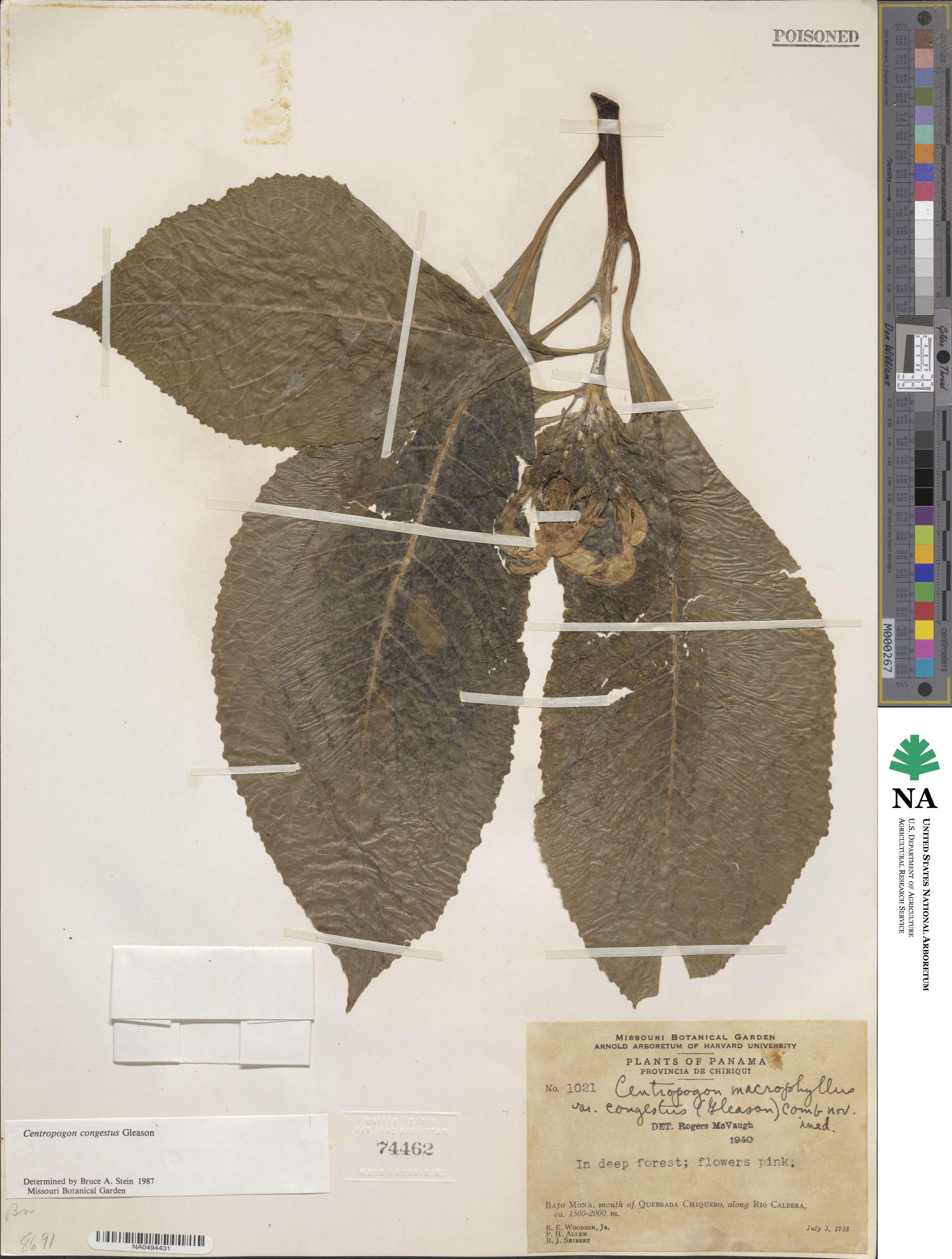 Centropogon congestus image