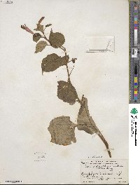 Centropogon cordifolius image