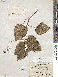 Centropogon cordifolius image