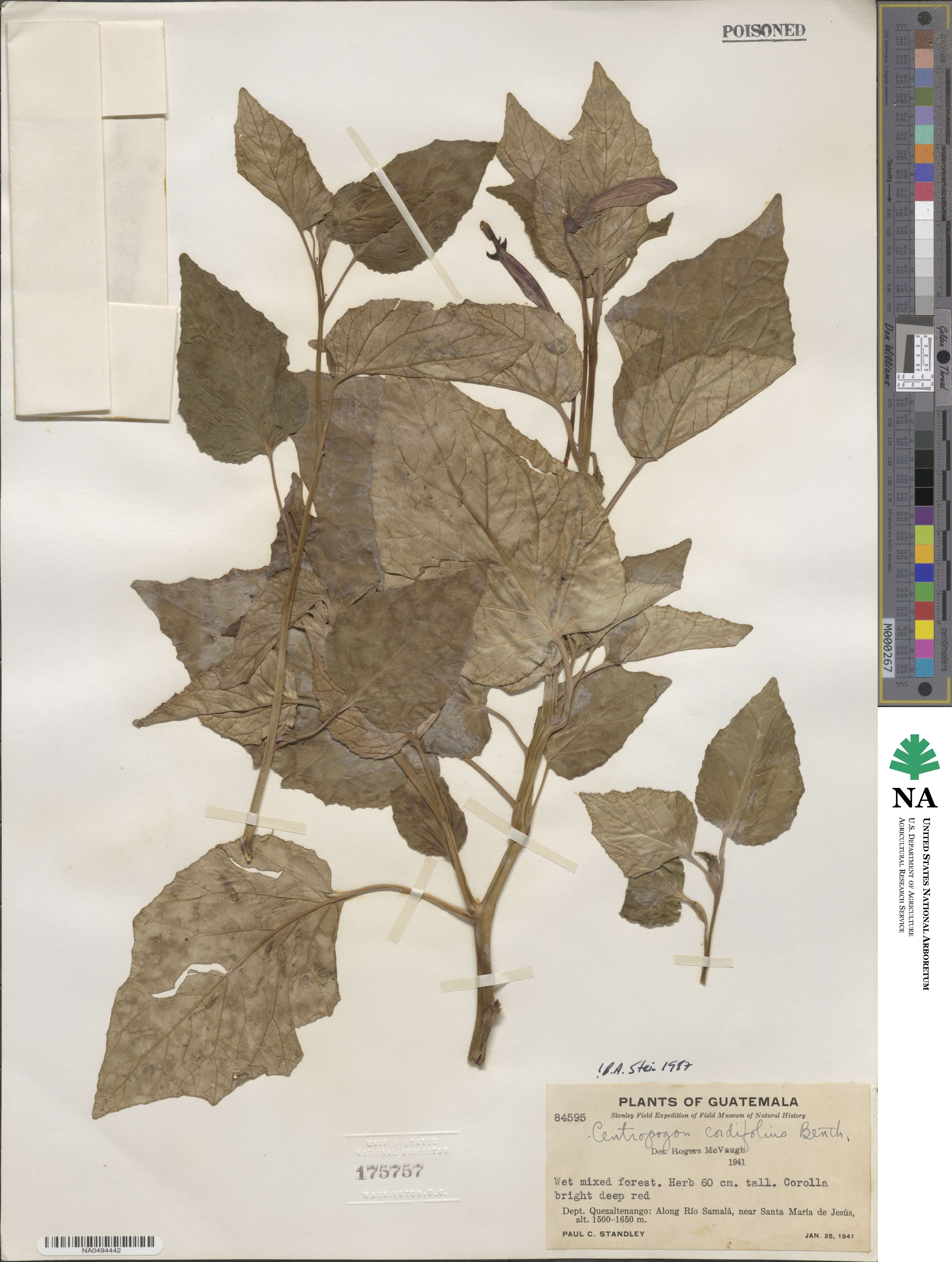 Centropogon cordifolius image