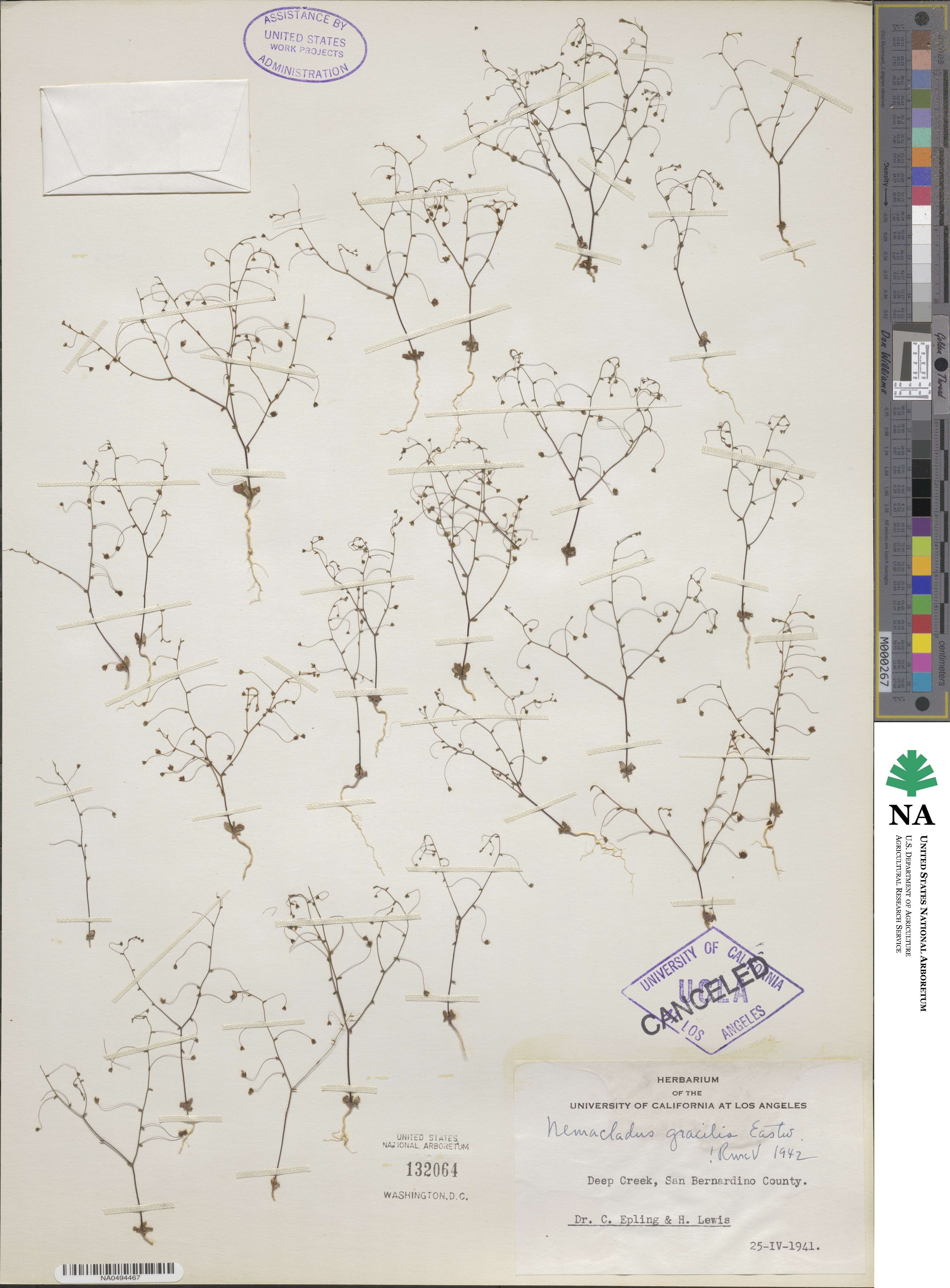 Nemacladus gracilis image