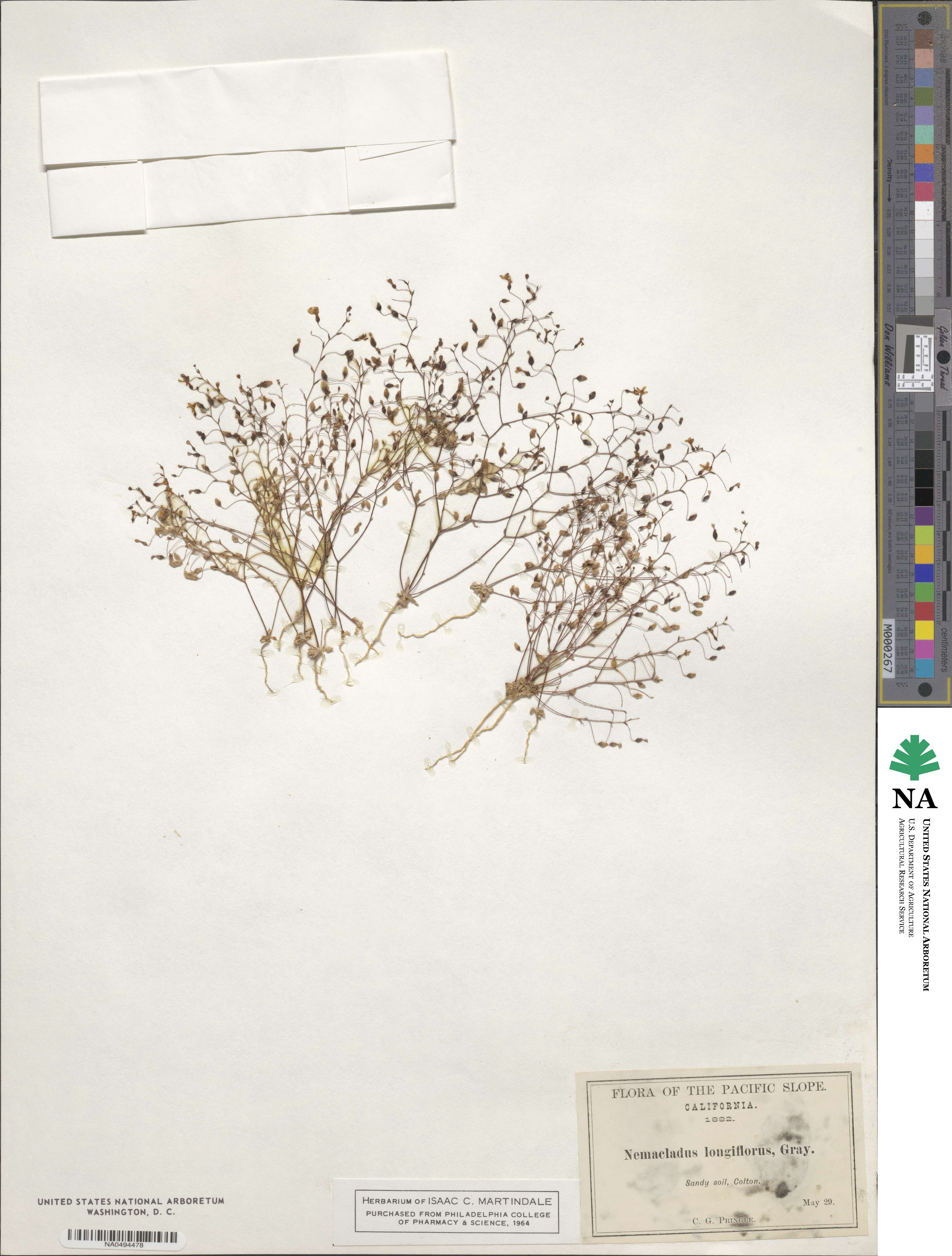 Nemacladus longiflorus image