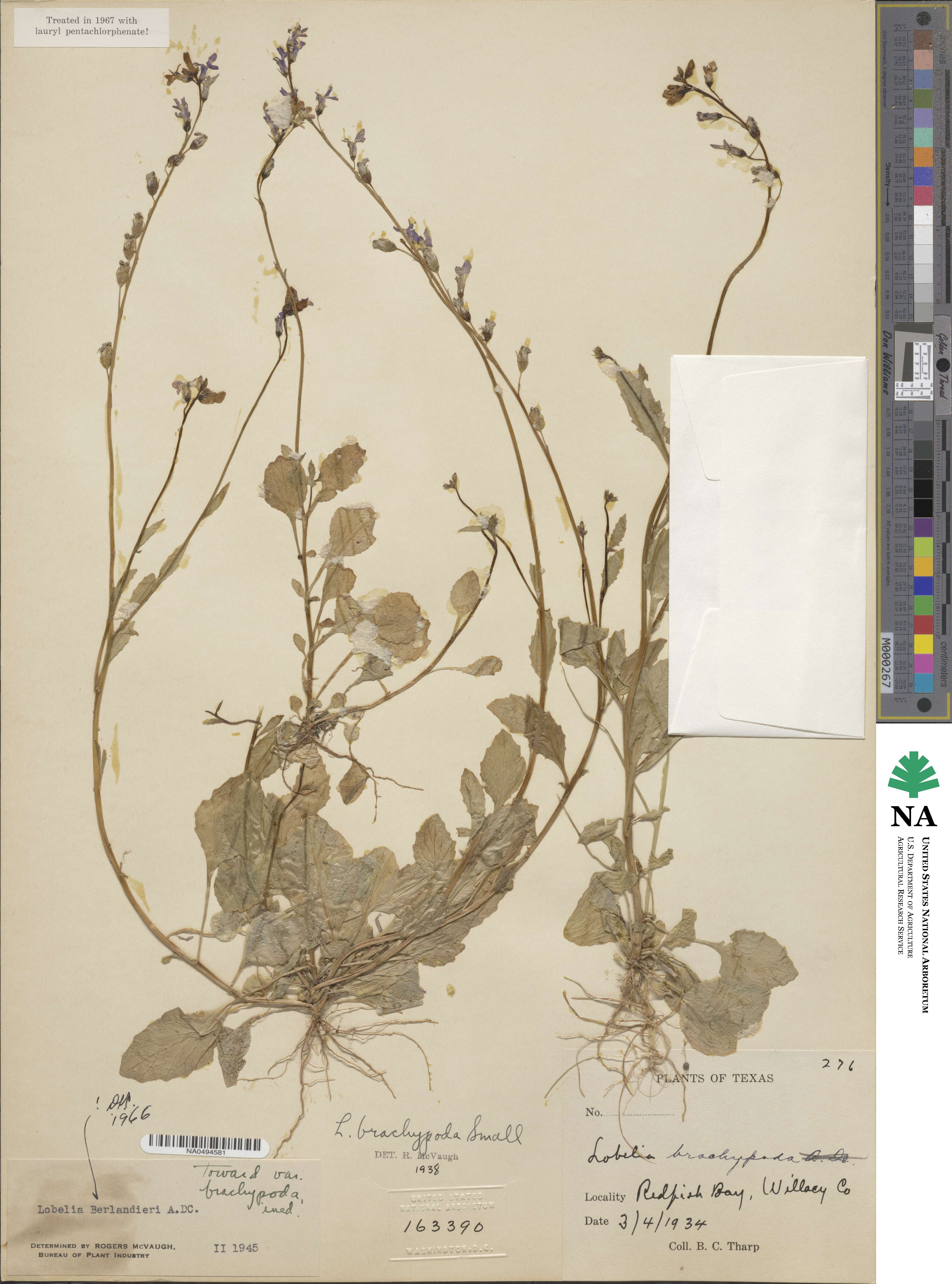 Lobelia berlandieri image