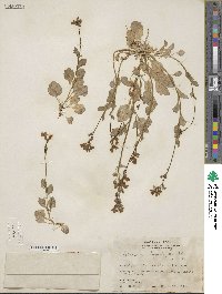 Lobelia berlandieri image