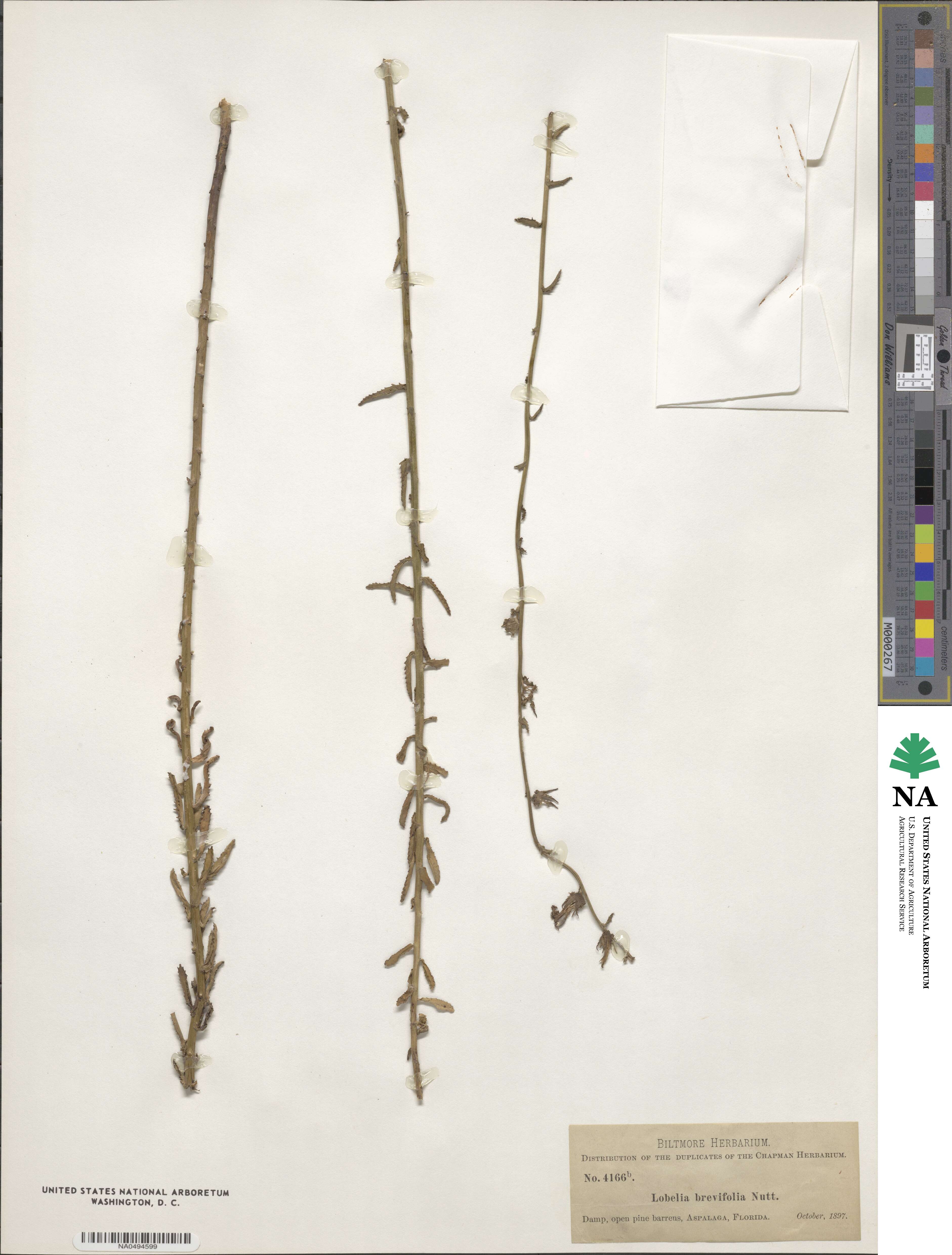Lobelia brevifolia image