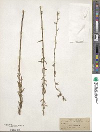 Lobelia brevifolia image