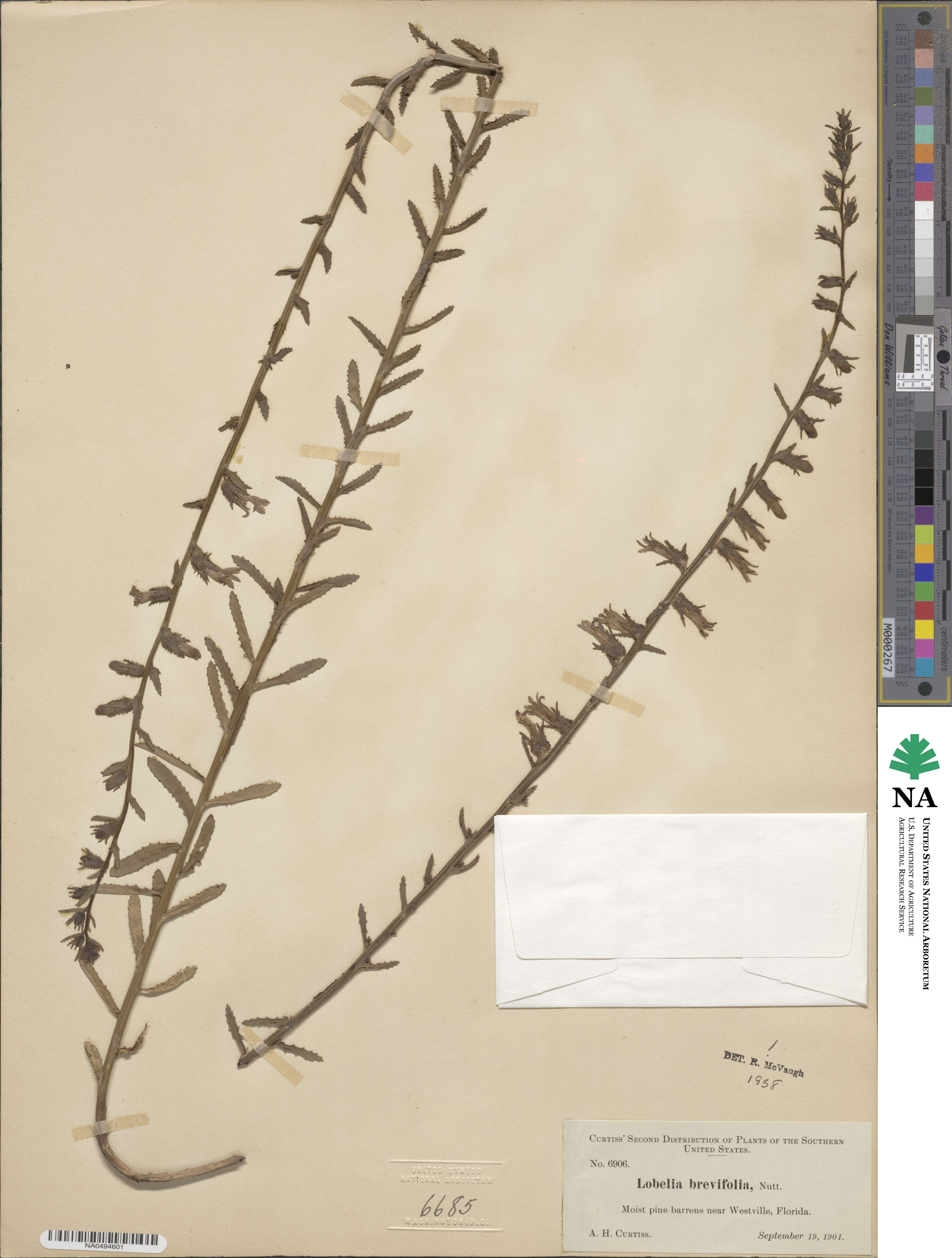 Lobelia brevifolia image