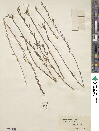 Image of Lobelia canbyi