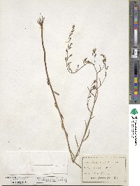 Lobelia canbyi image