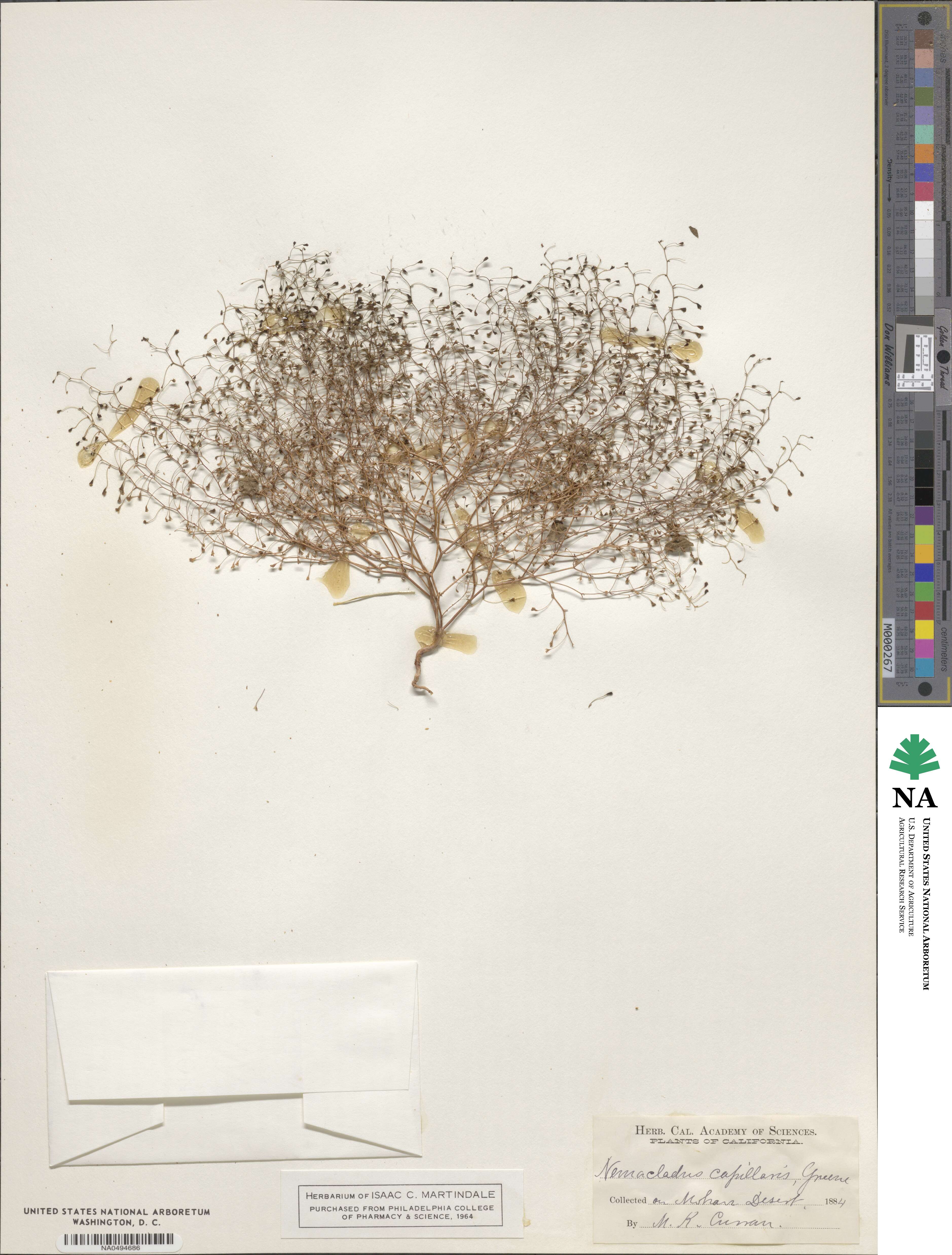 Nemacladus capillaris image