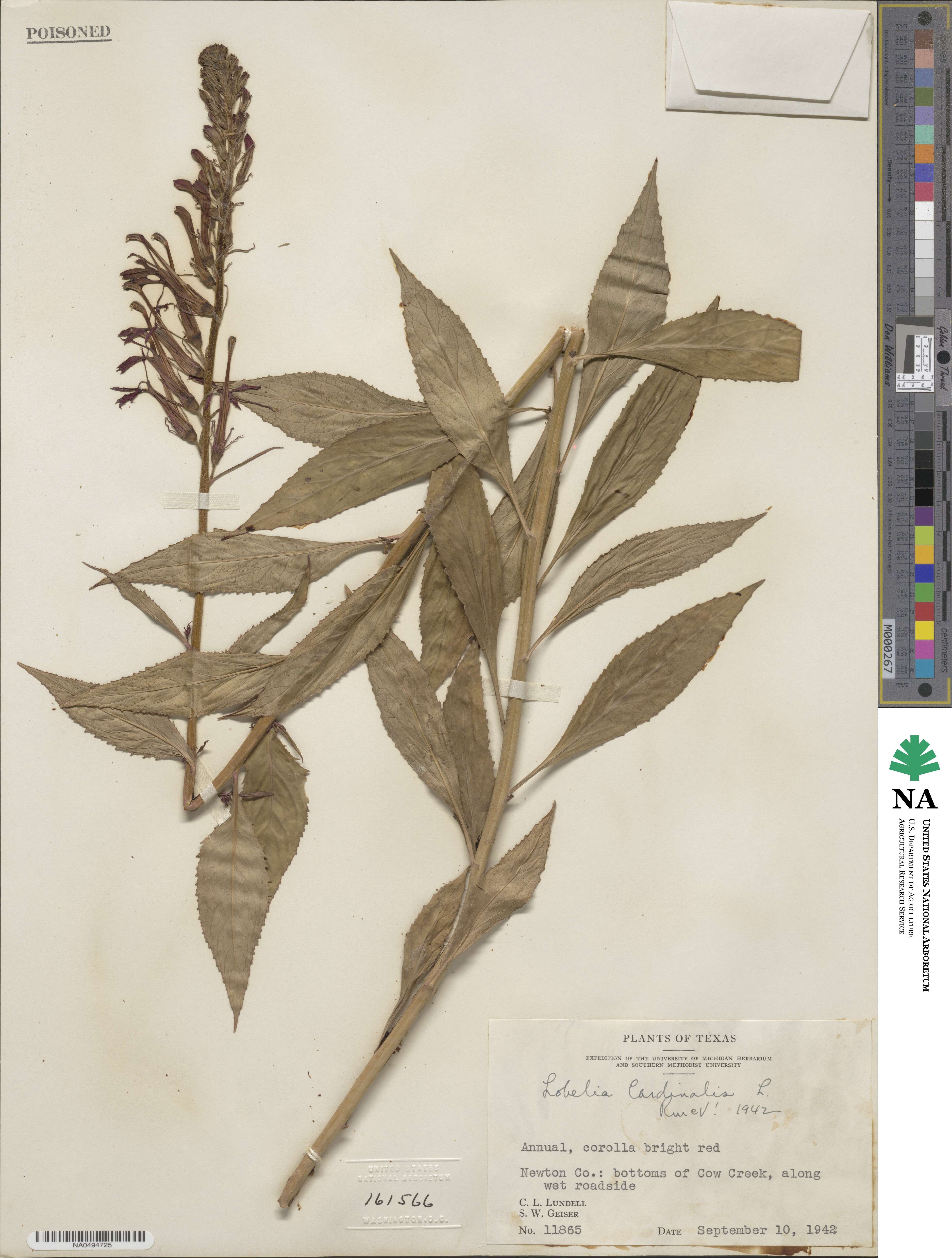 Lobelia cardinalis image