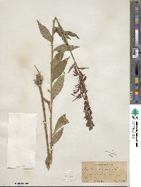 Lobelia cardinalis image