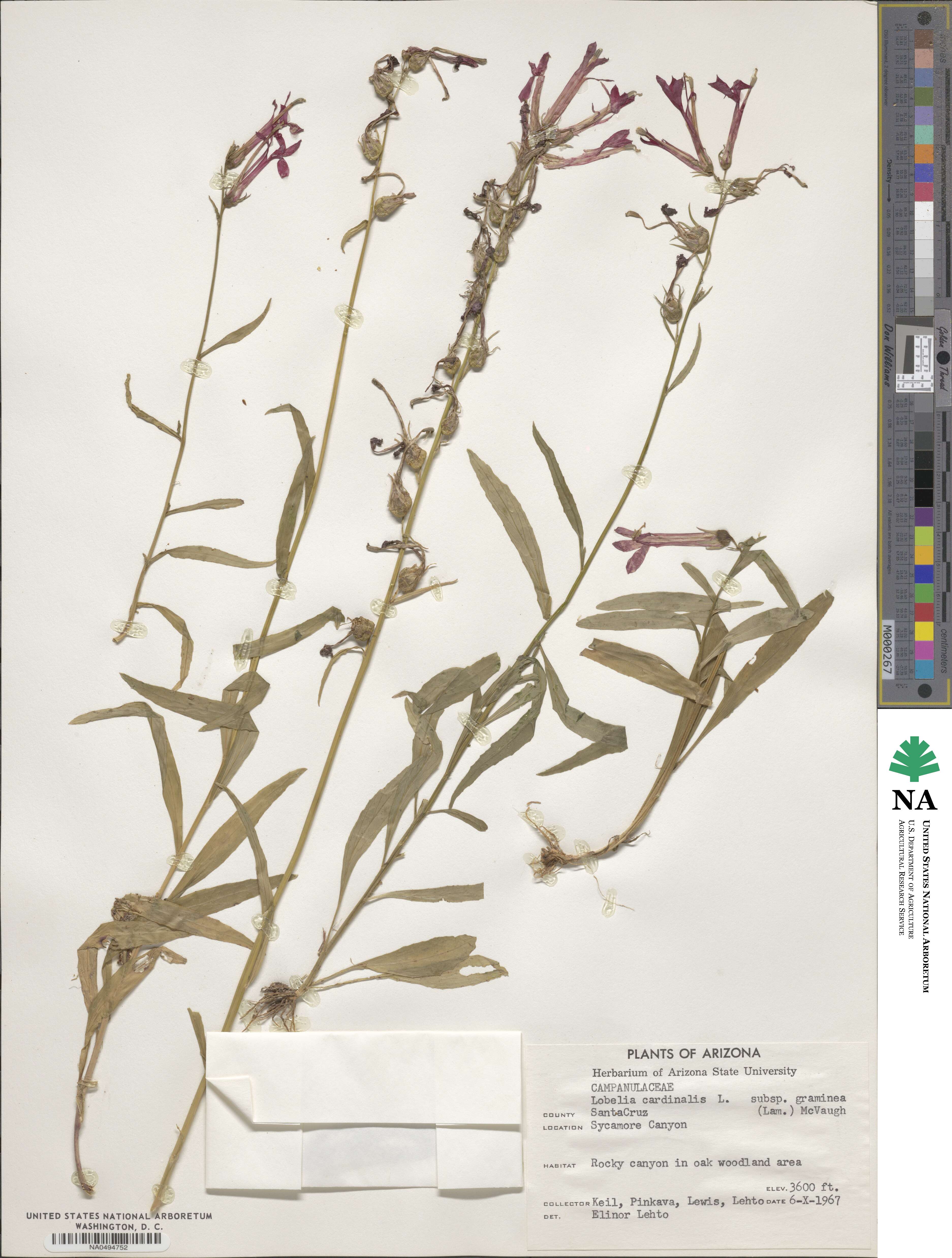 Lobelia cardinalis image