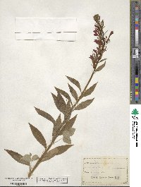 Lobelia cardinalis image