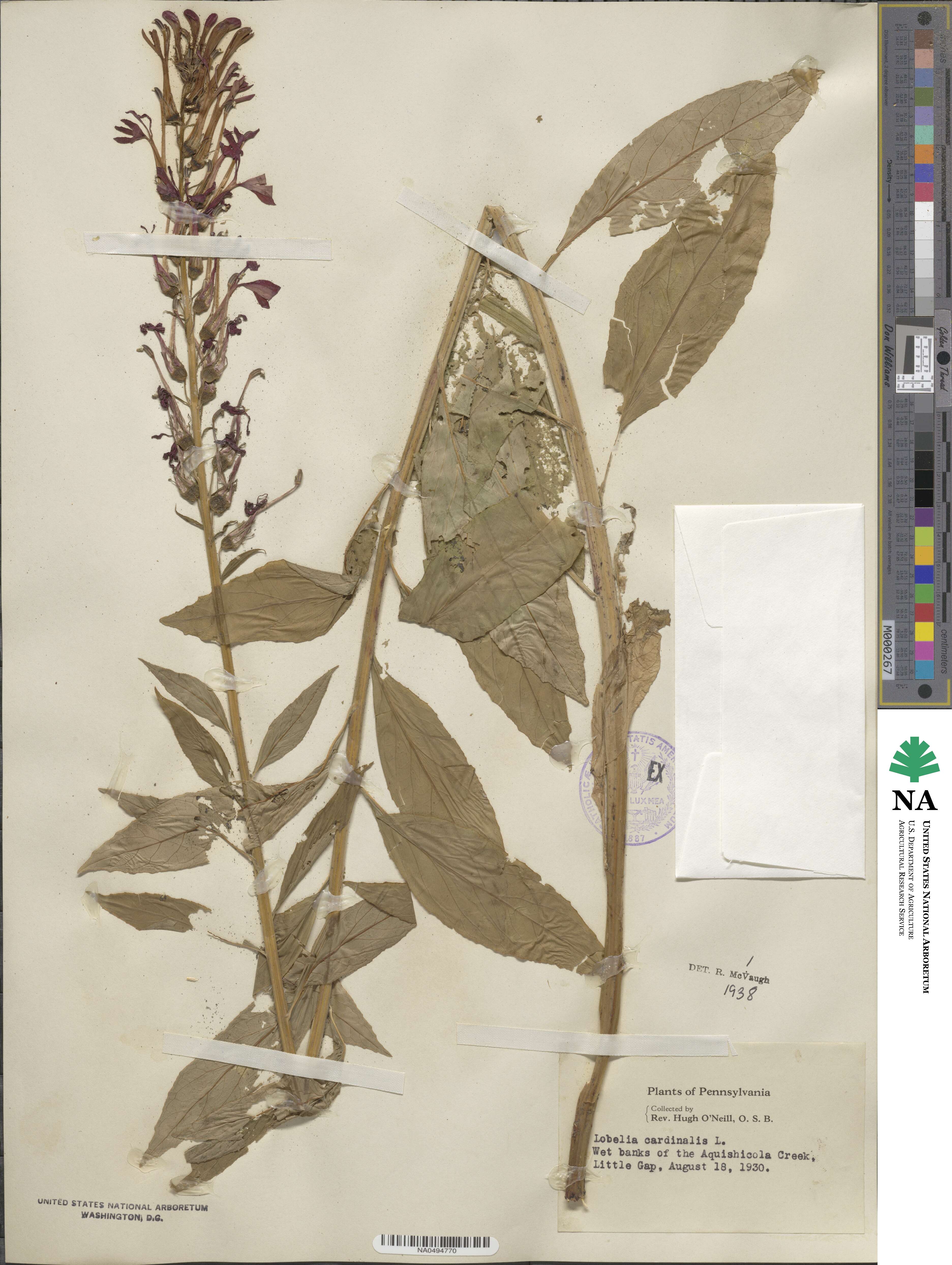 Lobelia image