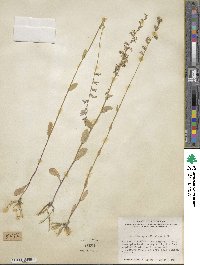 Lobelia appendiculata image