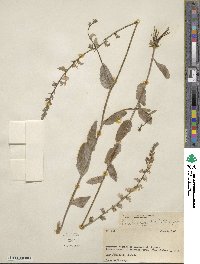 Lobelia appendiculata image