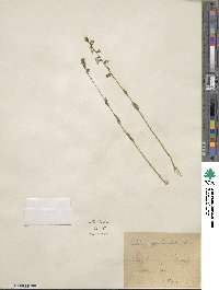 Lobelia appendiculata image