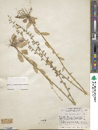 Lobelia appendiculata image