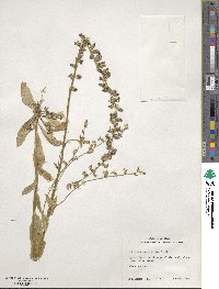 Lobelia appendiculata image