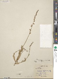 Lobelia appendiculata image