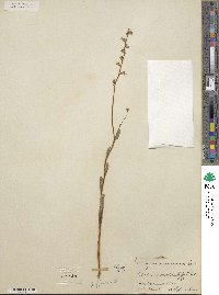 Lobelia appendiculata image