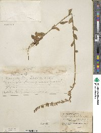 Lobelia appendiculata image