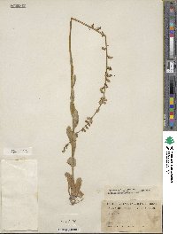 Lobelia appendiculata image