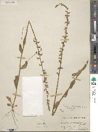 Lobelia appendiculata image