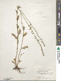 Lobelia appendiculata image