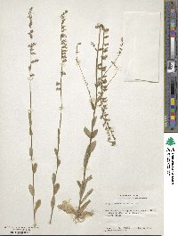 Lobelia appendiculata image