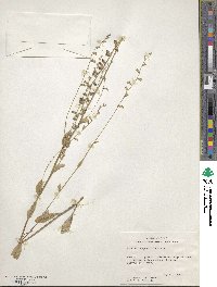 Lobelia appendiculata image