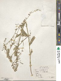 Lobelia appendiculata image