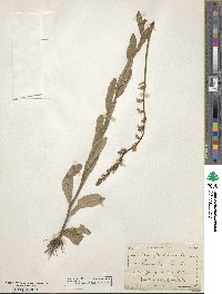 Lobelia appendiculata image