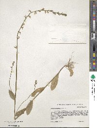 Lobelia appendiculata image