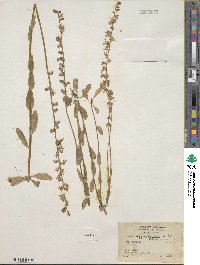 Lobelia appendiculata image