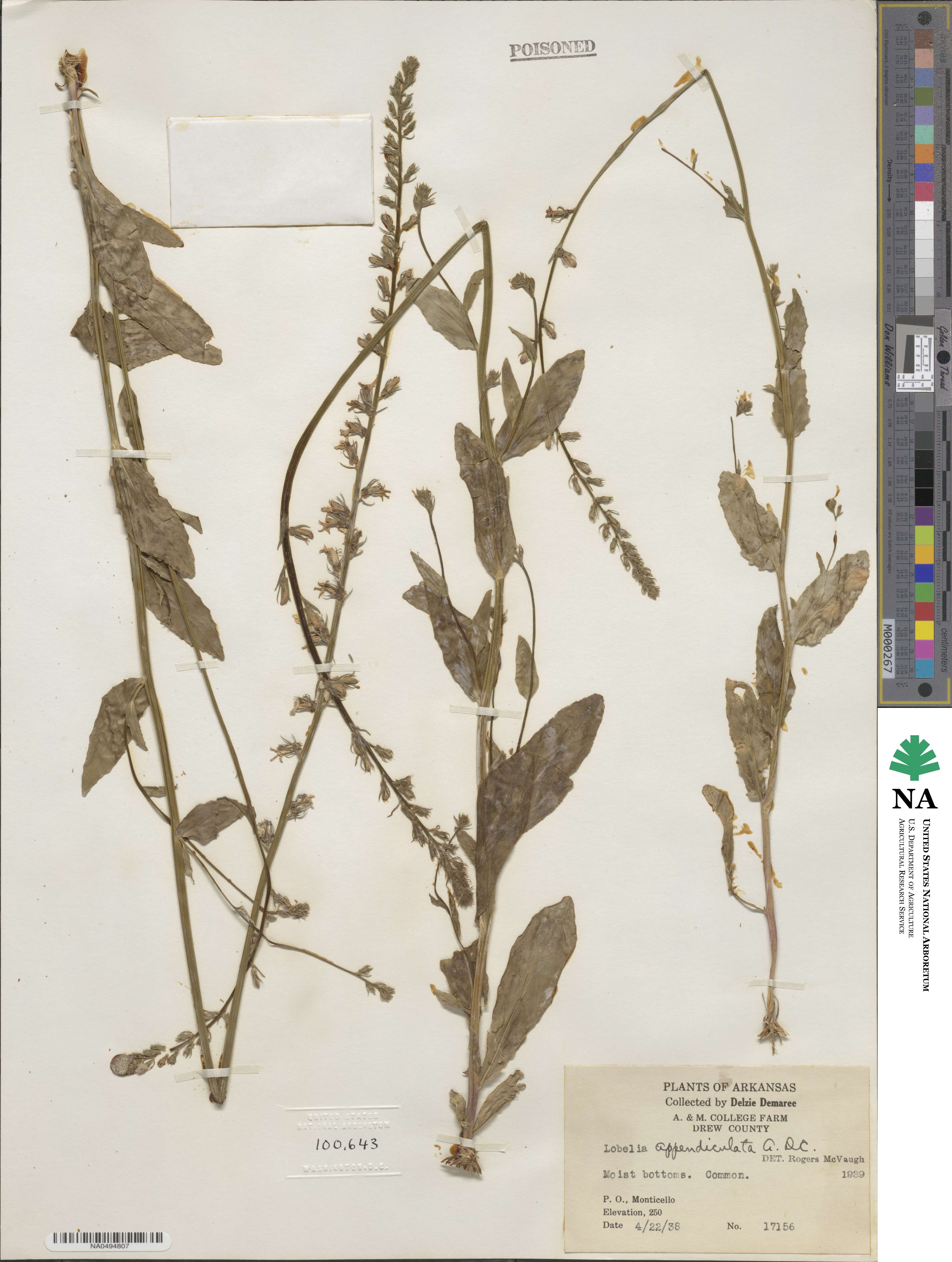 Lobelia appendiculata image
