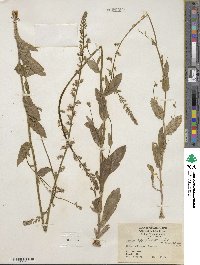 Lobelia appendiculata image