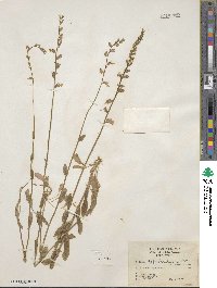 Lobelia appendiculata image