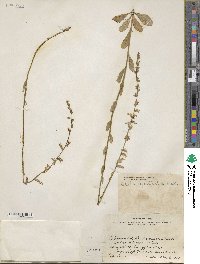 Lobelia appendiculata image