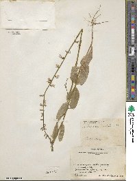 Lobelia appendiculata image