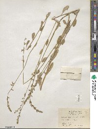 Lobelia appendiculata image