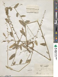 Lobelia appendiculata image