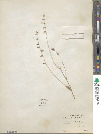 Lobelia appendiculata image