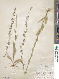 Lobelia appendiculata image