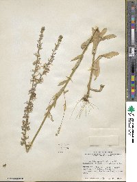 Lobelia appendiculata image