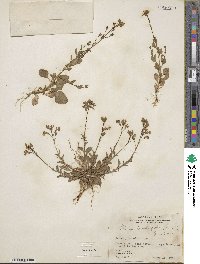 Lobelia berlandieri image