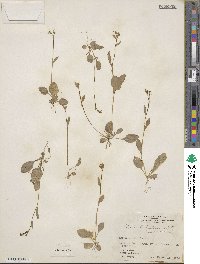 Lobelia berlandieri image