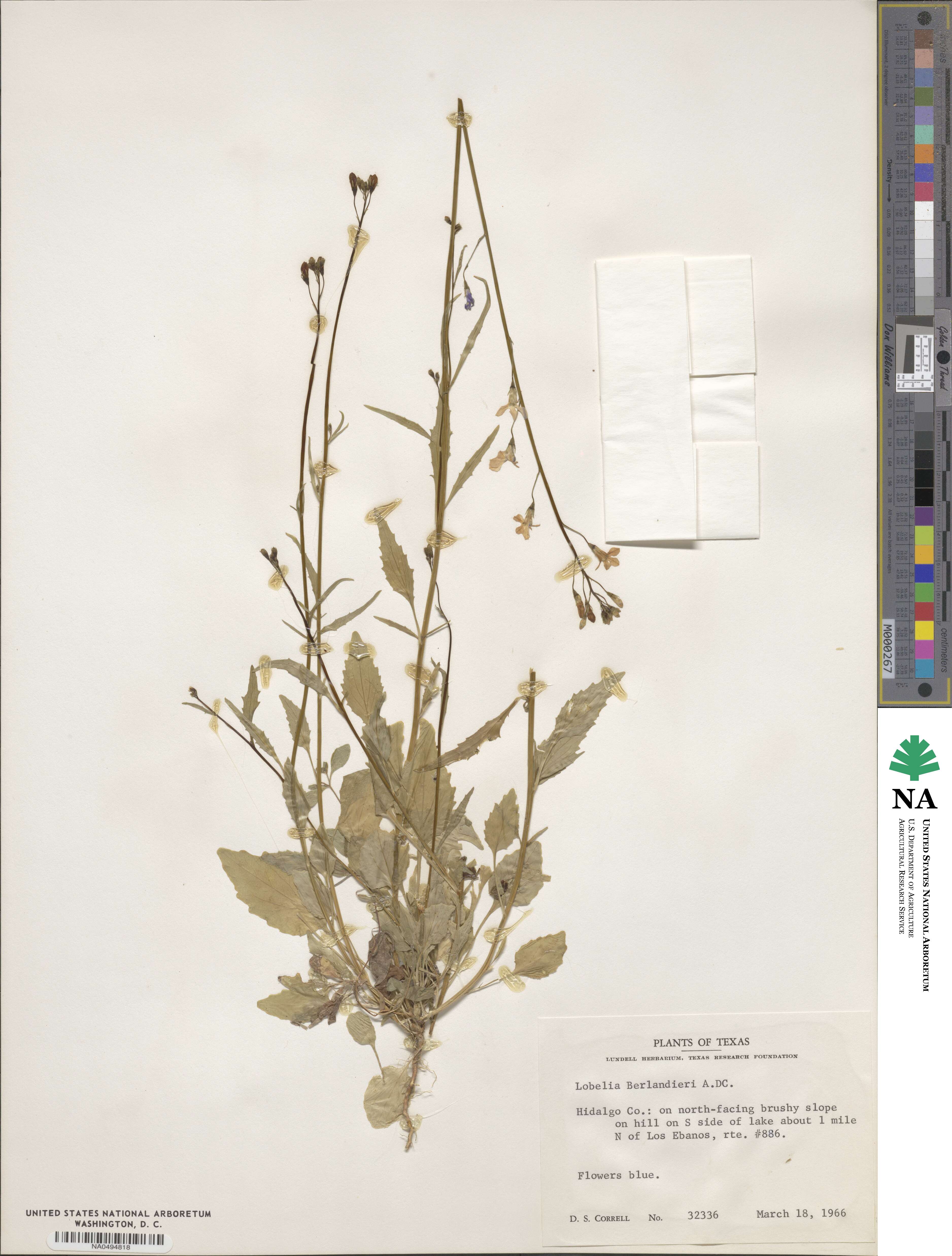 Lobelia berlandieri image