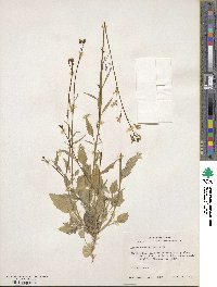 Lobelia berlandieri image